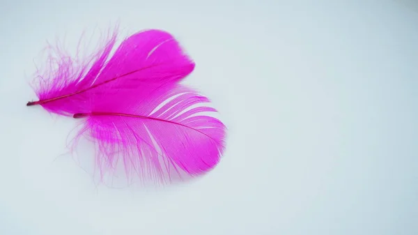 Pink Crimson Feathers Background Light Curved Fluffy Feathers Flamingo Plumage — Stock Photo, Image