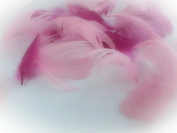 Pink and crimson feathers as a background. Light curved fluffy feathers. Flamingo plumage. Colored feathers. Theme of Love, St. Valentine\'s Day.