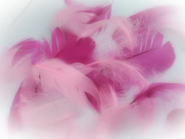 背景としてピンクと深紅の羽 ライトカーブのふわふわの羽 フラミンゴの羽 色のついた羽 愛のテーマ バレンタインデー — ストック写真