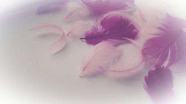 Pink and crimson feathers as a background. Light curved fluffy feathers. Flamingo plumage. Colored feathers. Theme of Love, St. Valentine\'s Day.