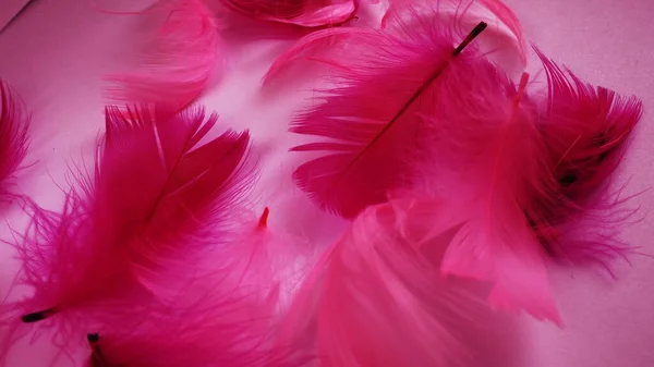 Pink Crimson Feathers Background Light Curved Fluffy Feathers Flamingo Plumage — Stock fotografie