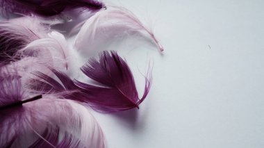 Pink and crimson feathers as a background. Light curved fluffy feathers. Flamingo plumage. Colored feathers. Theme of Love, St. Valentine's Day.