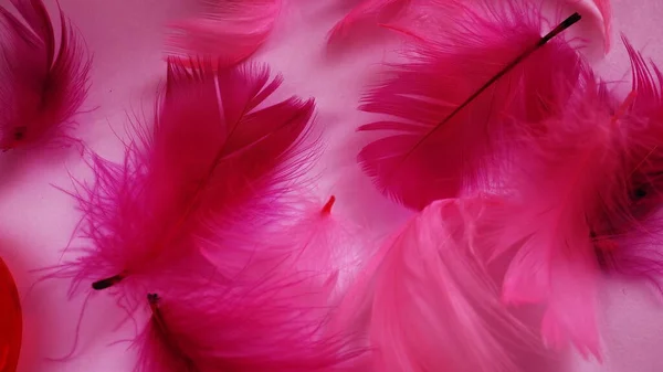 Pink and crimson feathers as a background. Light curved fluffy feathers. Flamingo plumage. Colored feathers. Theme of Love, St. Valentine\'s Day.