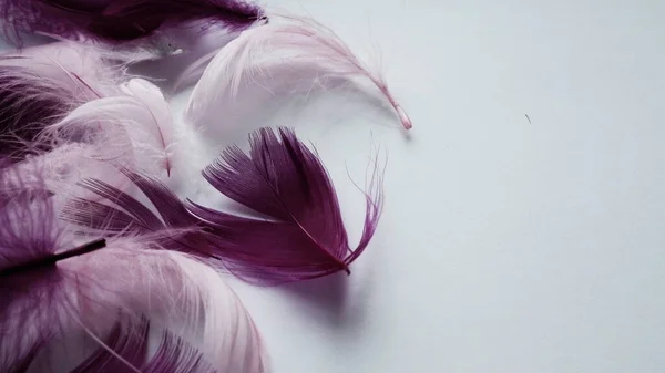 Pink and crimson feathers as a background. Light curved fluffy feathers. Flamingo plumage. Colored feathers. Theme of Love, St. Valentine\'s Day.