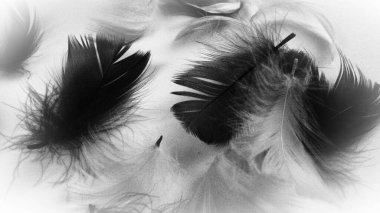 Black and white image of feathers as a background. Light curved fluffy feathers scattered on a white background. Symbol of death, mourning and sorrow
