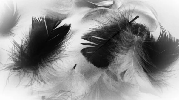 Black White Image Feathers Background Light Curved Fluffy Feathers Scattered — Fotografia de Stock
