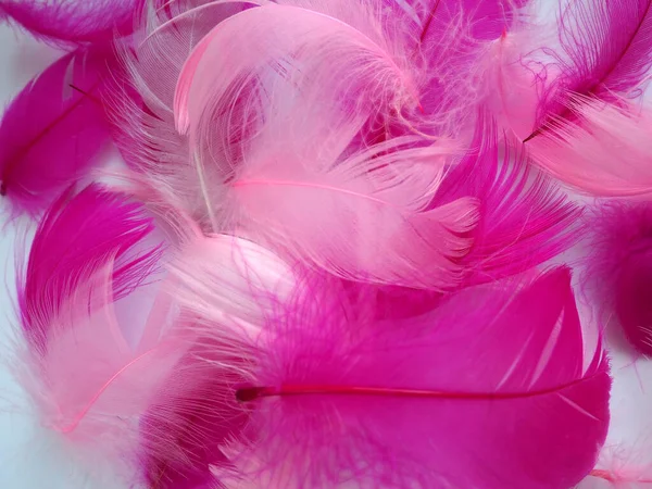 Pink Crimson Feathers Background Light Curved Fluffy Feathers Flamingo Plumage — Stockfoto