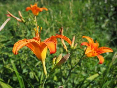 Hemerocallis lilenik, Asphodelaceae familyasından bir bitki cinsidir. Altı yapraklı güzel turuncu zambak çiçekleri. Uzun ince yeşil yapraklar. Çiçek açma ve hasat üretimi bir hobi olarak.