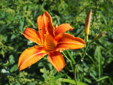 Hemerocallis lilenik, Asphodelaceae familyasından bir bitki cinsidir. Altı yapraklı güzel turuncu zambak çiçekleri. Uzun ince yeşil yapraklar. Çiçek açma ve hasat üretimi bir hobi olarak.