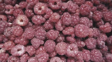 Ahududu arka planı. Büyük, kırmızı, taze, birinci sınıf böğürtlen. Bir sürü ahududu. Genel ahududu Rubus idaeus - yarı çalılık, Rosaceae familyasının Rubus cinsi..