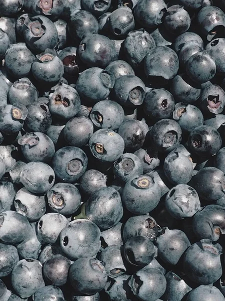 Blueberry Blueberry Ordinary Blueberry Myrrheal Vaccinium Myrtillus Stunted Shrub Family — Stock Photo, Image