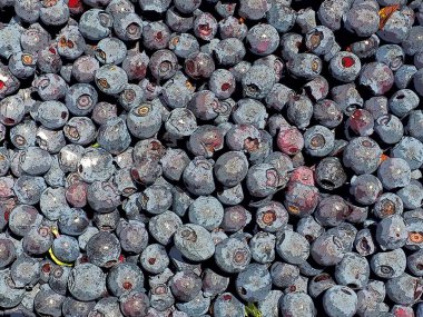 Yabanmersinli, ya da yabanmersinli, ya da yabanmersinli Myrheal Aşısı, bodur çalılık, Heather ailesi. Taze sulu birinci sınıf orman meyveleri. Bir sürü yabanmersini, en iyi manzara..