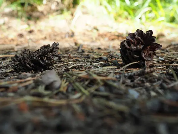 Pine Spruce Cones Lie Old Dried Foliage Pine Needles Close — Stock Photo, Image