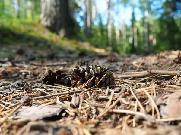 Pine Spruce Cones Lie Old Dried Foliage Pine Needles Close — Stock Photo, Image