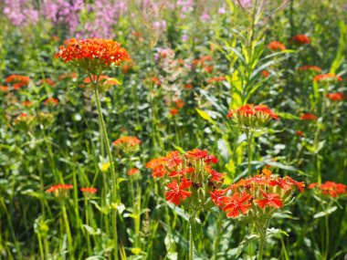 Ortak Zorka ya da Lychnis chalcedonica, Caryophyllaceae familyasından bir bitki türü. Yazın tarlada kırmızı çayır çiçekleri.