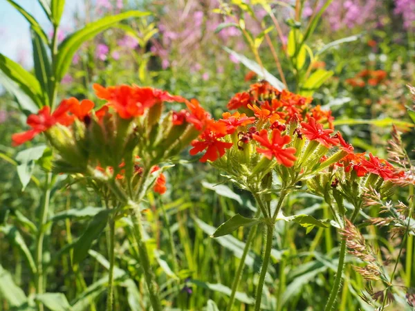 一般的なゾルカ Zorka またはリュキニス シャクレオニカ Lychnis Charcedonica カリオフィル科のリュキニス属のジコチレドヌスの開花植物の一種です フィールド上の夏に赤い草原の花 — ストック写真