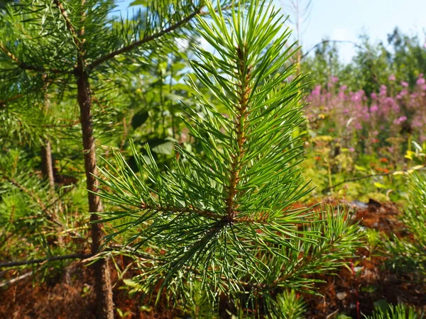 Pinheiro Jovem Carélia Reflorestação Cultivo Pinheiro Uma Planta Cultivada Sementes — Fotografia de Stock