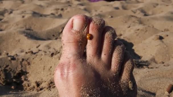 Une coccinelle rampe sur ses orteils. Femmes pied sur le fond de sable de plage. Ongle sain sans onychomycose. Un insecte sur le corps humain. Heure dorée sur la plage. Loisirs d'été en plein air — Video