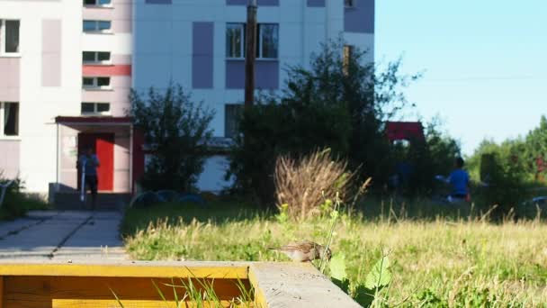 Hussparven Passer domesticus är den vanligaste arten i släktet Passer av förbipasserande familjen Passeridae. En sparv hoppar längs kanten av en sandlåda, söker efter frön, och faller ner. — Stockvideo