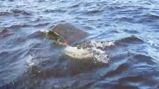 As ondas batem contra uma grande pedra afiada elevando-se acima da superfície da água. Lago Onega, Carélia, Rússia. Os respingos e as bolhas voam sobre uma borda rochosa na costa. O poder da natureza. Ecologia — Vídeo de Stock