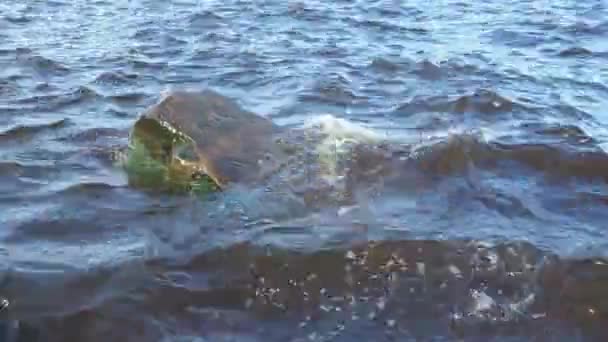 Les vagues battent contre une grande pierre pointue qui domine la surface de l'eau. Lac d'Onega, Carélie, Russie. Des éclaboussures et des bulles survolent une corniche rocheuse sur le rivage. Le pouvoir de la nature. Écologie — Video