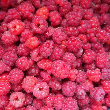 Ahududu arka planı. Büyük, kırmızı, taze, birinci sınıf böğürtlen. Bir sürü ahududu. Genel ahududu Rubus idaeus - yarı çalılık, Rosaceae familyasının Rubus cinsi.