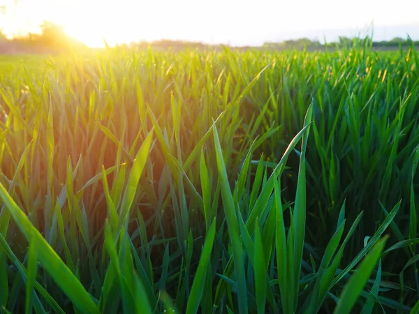 Трава Пшеница Солнечном Свете Поле Зеленой Травой Восходе Закате Золотисто — стоковое фото