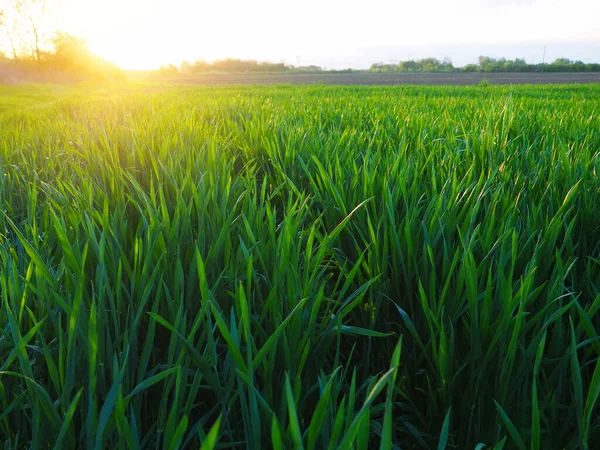 Gras Oder Weizen Sonnenlicht Ein Feld Mit Grünem Gras Beim — Stockfoto
