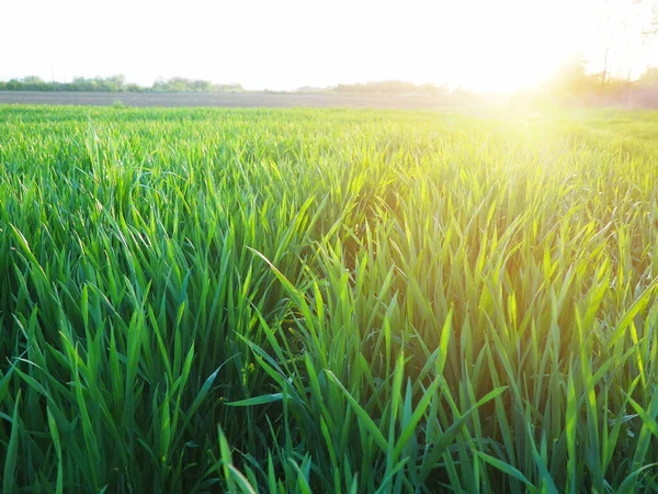 Gras Oder Weizen Sonnenlicht Ein Feld Mit Grünem Gras Beim — Stockfoto