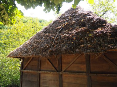 Yazın ormandaki sazlı, kuru otlu çatısı olan geleneksel kır evi ya da ahır. Kuru bitki örtüsü ve dallardan çatı inşa etme sanatı. Etnik turizm. Sırbistan 'ın Loznica kentindeki çiftlik binası