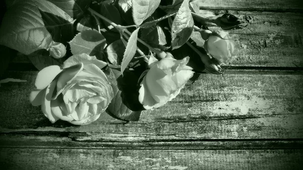 White Roses Wooden Table Stylized Postcard Gray Green Monochrome Congratulations — Stockfoto