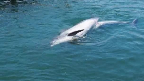 Delfinek Palackos Delfinek Szexelnek Vízben Párzási Időszak Három Delfin Úszik — Stock videók