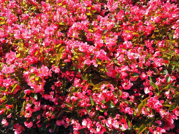 Růžový Vosk Begonie Nebo Begonia Semperflorens Begonia Semperflorens Cultorum Podestýlka — Stock fotografie