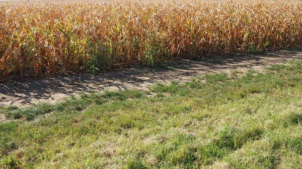 Şeker tohumu, ayrıca mısır tohumu Zea, Poaceae gevreği familyasının yetiştirilmiş tek temsilcisi olan yıllık bitkisel bitkidir. Mısır tarlası. Sonbaharda hasat et.
