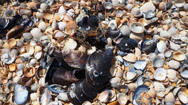 Kéthéjú kagylók csigáiból származó héjak. Az Azov és a Fekete-tenger, Golubitszkaja. Tengeri kagylók a parton. Cerastoderma lamarcki, Hypanis colorata, Anadara inaekvivalens, Mytilus galloprovincialis — Stock Fotó