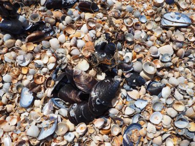 Çift valflı yumuşakçalardan kabuklar. Azov ve Karadeniz, Golubitskaya. Kıyıda deniz kabukları. Cerastoderma lamarcki, Hypanis colorata, Anadara inaequivalvis, Mytilus four-provincialis