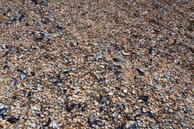 Azov ve Karadeniz 'de yaşayan çift valf yumuşakçalarının kabukları, Golubitskaya. Sahilde bej, siyah, beyaz deniz kabukları. Cerastoderma lamarcki, Hypanis colorata, Anadara eşdeğersizlik