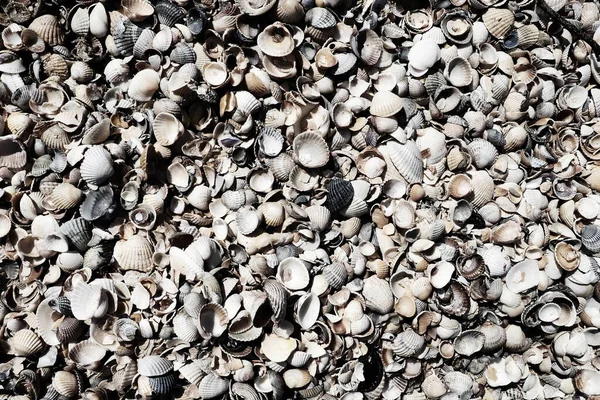 Conchas de gastrópodes de moluscos bivalves que vivem nos mares de Azov e Black. Conchas bege, castanho, preto, branco na costa. A aldeia de Golubitskaya. — Fotografia de Stock