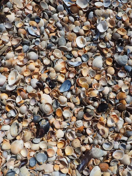 Conchas de gasterópodos de moluscos bivalvos. Los mares Azov y Negro, Golubitskaya. Conchas marinas en la orilla. Cerastoderma lamarcki, Hypanis colorata, Anadara inaequivalvis, Mytilus galloprovincialis —  Fotos de Stock