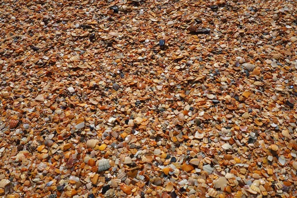 Pociski z ślimaków małży żyjących na Morzu Azowskim i Czarnym. Beżowe, brązowe, czarne, białe muszelki na brzegu. Wioska Golubitskaya. Złamane małe muszelki. — Zdjęcie stockowe