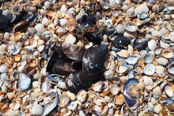 Gusci da gasteropodi di molluschi bivalvi. Azov e Mar Nero, Golubitskaya. Seashells sulla riva. Cerastoderma lamarcki, Hypanis colorata, Anadara inaequivalvis, Mytilus galloprovincialis — Foto Stock