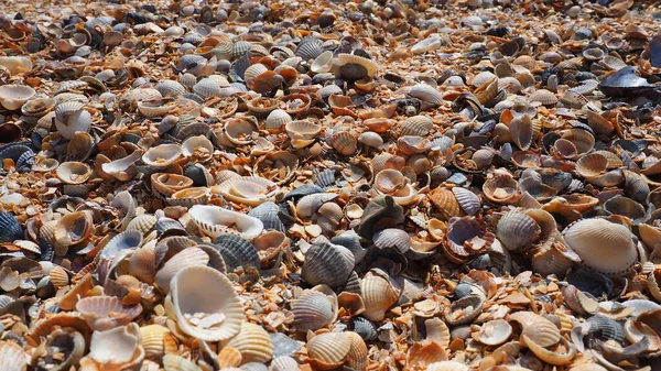 Azovと黒海、 Golubitskayaに住んでいる二枚貝軟体動物の胃腸ポッドから殻。ベージュ、黒、海岸沿いの白い貝殻。Cerastoderma lamarcki, Hypanis colorata, Anadara inequalvis — ストック写真