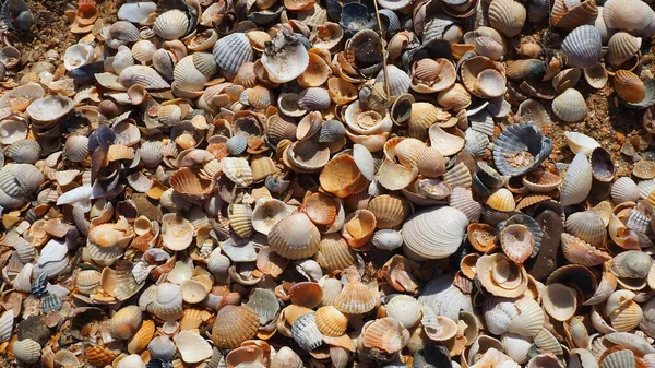 Conchas de gastrópodes de moluscos bivalves que vivem nos mares de Azov e Black, Golubitskaya. Conchas bege, preto, branco na costa. Cerastoderma lamarcki, Hypanis colorata, Anadara inaequivalvis — Fotografia de Stock