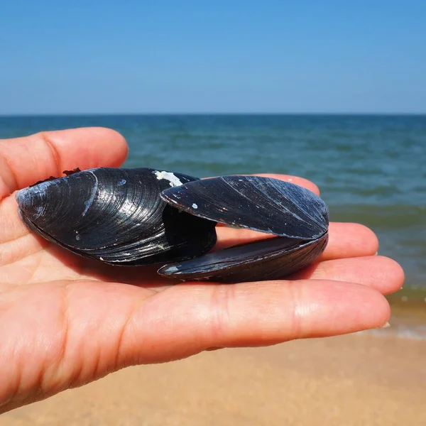 Mediterrán kagyló, Mytilus galloprovincialis. Ehető kagyló. A héj ék alakú, fekete, kívül kékes gyöngyházzal. Egy női kéz kagylót tart a tenger hátterében. — Stock Fotó