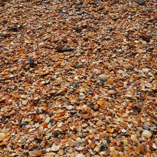Pociski z ślimaków małży żyjących na Morzu Azowskim i Czarnym. Beżowe, brązowe, czarne, białe muszelki na brzegu. Wioska Golubitskaya. Złamane małe muszelki. — Zdjęcie stockowe