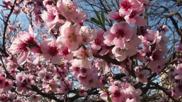 Ramo di albicocca o pesca con fiori in fiore primaverile. Un'ape ronzante si sta godendo il bel paesaggio rosa. Fiori rosa viola primavera — Video Stock