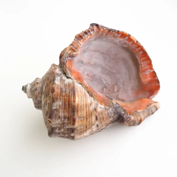 拉帕那，一种食肉的海洋拟南芥腹足类，产于墨鱼。壳宽椭圆形，灰棕色，有螺旋形肋骨和轴向增厚。白色背景的空贝壳 — 图库照片