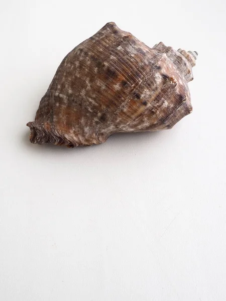 拉帕那，一种食肉的海洋拟南芥腹足类，产于墨鱼。壳宽椭圆形，灰棕色，有螺旋形肋骨和轴向增厚。白色背景的空贝壳 — 图库照片