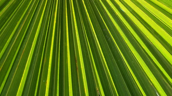 Palma deixa textura com sombra e luz. Folhas de palma de cores verdes e amarelas brilhantes. Fundo bonito tropical. Verão praia turismo — Fotografia de Stock