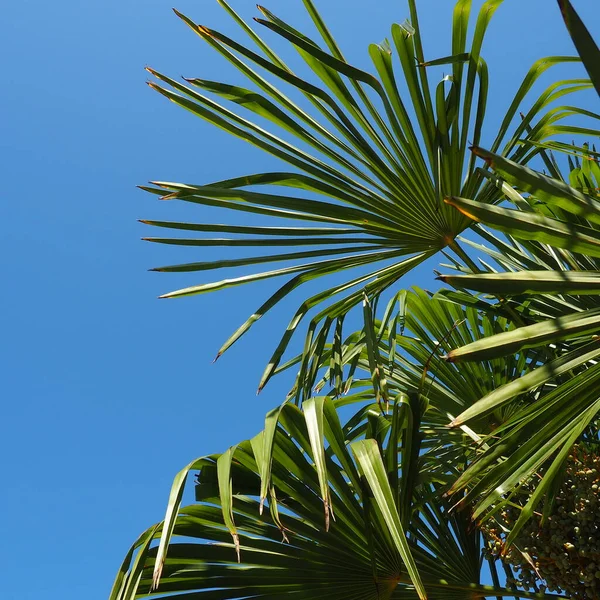 Palma deixa textura com sombra e luz. Folhas de palma de cores verdes e amarelas brilhantes. Fundo bonito tropical. Turismo de praia de verão. Céu azul — Fotografia de Stock